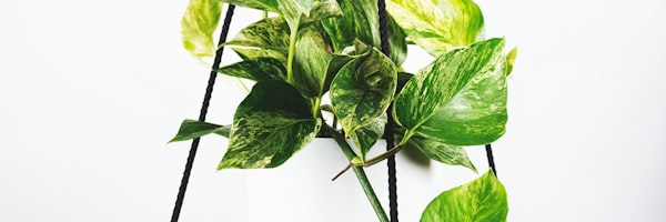 阿根廷国家足球队在球场庆祝进球的瞬间